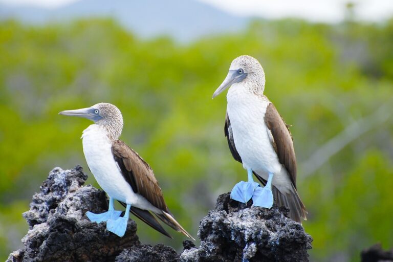 Spirit of Ecuador & the Galápagos Islands